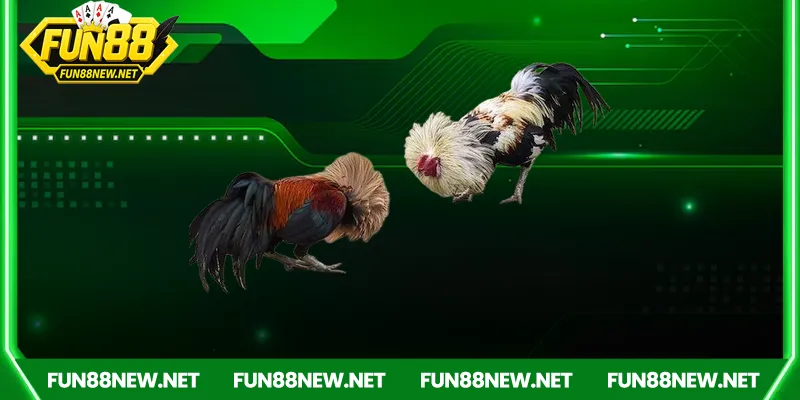 Hướng dẫn tham gia đá gà Fun88 dễ dàng