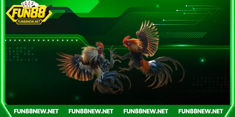 Sức hút của đá gà Campuchia trong giới cá cược